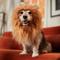 Show in main carousel: Frisco Lion Mane Dog & Cat Costume, Medium slide 5 of 7