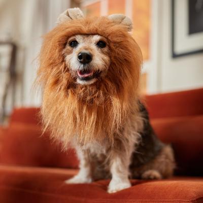 Show full view: Frisco Lion Mane Dog & Cat Costume, Medium slide 5 of 7