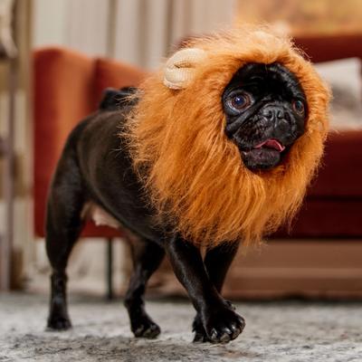 Show full view: Frisco Lion Mane Dog & Cat Costume, Small slide 5 of 7