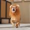Show in main carousel: Frisco Lion Mane Dog & Cat Costume, X-Small slide 6 of 8
