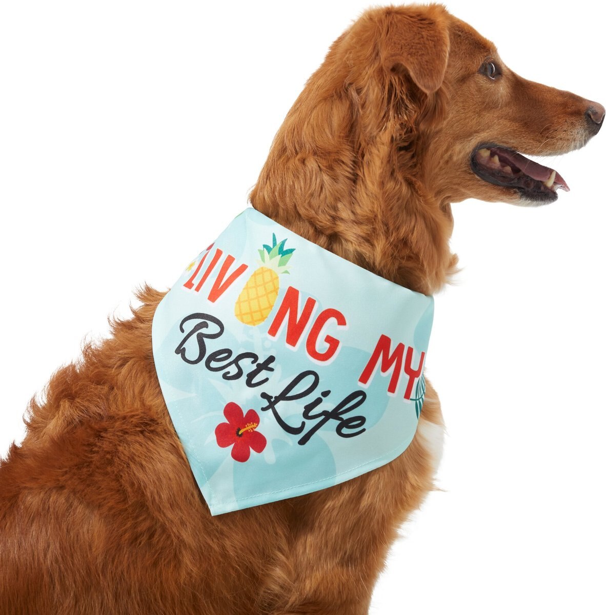 Frisco Living My Best Life Dog & Cat Bandana