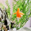 Show in main carousel: Frisco Long Plastic Aquarium Plant slide 4 of 5