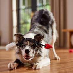 Frisco Valentine's Love Arrow Dog Costume Accessory, Medium/Large slide 2 of 7