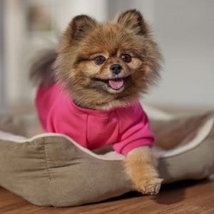 Frisco Luxe Crewneck Dog & Cat Sweatshirt, Fuchsia, Small