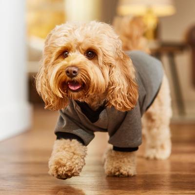 Show full view: Frisco Luxe Crewneck Dog & Cat Sweatshirt, Gray, Medium slide 7 of 10