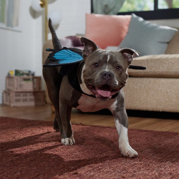 Frisco Magical Butterfly Wings Dog & Cat Costume Accessory
