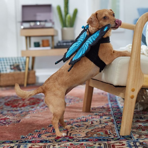 Frisco Magical Butterfly Wings Dog & Cat Costume Accessory