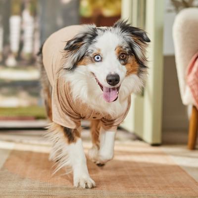 Show full view: Frisco Marled Henley Dog & Cat T-Shirt, Cream, X-Large slide 6 of 9