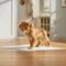Show in main carousel: Frisco Medium Dog Training & Potty Pads, 21 x 21-in, Floral Scented, 200 count slide 8 of 11