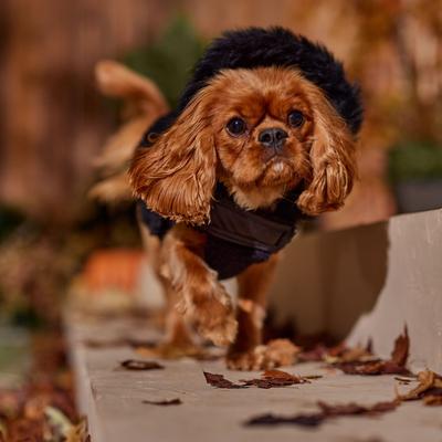 Frisco Medium Weight Faux Leather Dog & Cat Parka with Faux Fur Trimmed Hood, Black