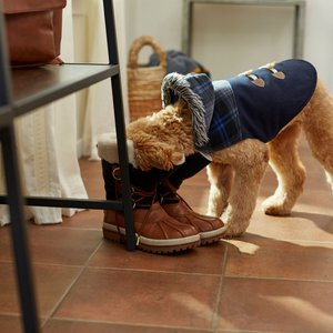 Frisco Mediumweight Plaid Hooded Insulated Dog & Cat Peacoat, Navy, Large