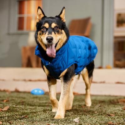 FRISCO Mediumweight Quilted Dog & Cat Puffer with Removable Hood, Blue ...