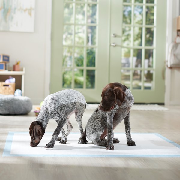 Show full view: Frisco Mega Ultra Premium Non-Skid Dog Training & Potty Pads, 46 x 52-in, 18 count slide 7 of 10