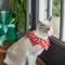 Show in main carousel: Frisco Merry Print Cat Ruffle Collar with Bells, One Size slide 5 of 7