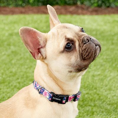 Show full view: Frisco Midnight Floral Polyester Personalized Dog Collar, SM - Neck: 10 - 14-in, Width: 5/8-in slide 5 of 7