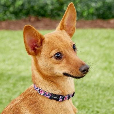 Show full view: Frisco Midnight Floral Polyester Personalized Dog Collar, XS - Neck: 8 - 12-in, Width: 5/8-in slide 6 of 8