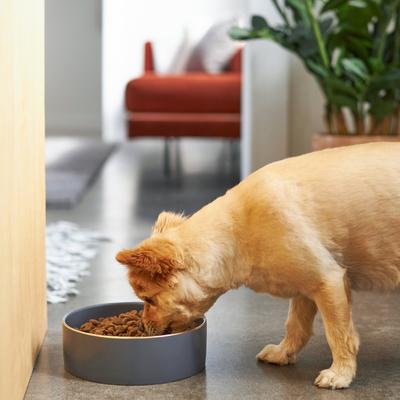 Show full view: Frisco Modern Gold Rim Ceramic Bowl, Deep Sea Blue, Medium: 5 cup slide 3 of 7