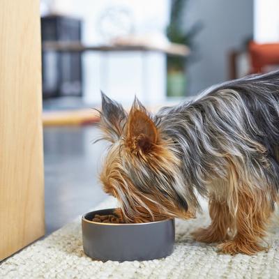 Show full view: Frisco Modern Gold Rim Ceramic Bowl, Deep Sea Blue, Small: 1.5 cup slide 3 of 8