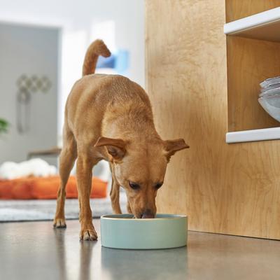 Show full view: Frisco Modern Gold Rim Ceramic Bowl, Soft Seafoam, Medium: 5 cup slide 3 of 7