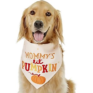 Frisco Mommy's Lil Pumpkin Dog & Cat Bandana Costume, Medium/Large