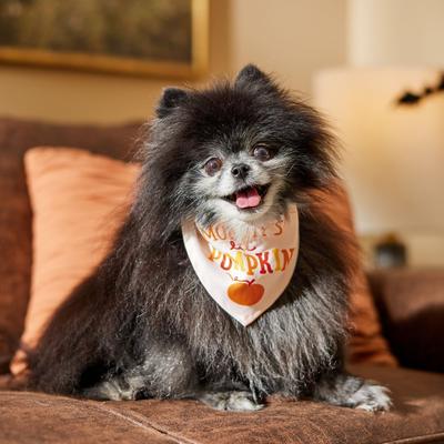 Show full view: Frisco Mommy's Lil Pumpkin Dog & Cat Bandana Costume, X-Small/Small slide 6 of 9