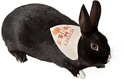 Frisco Mommy's Lil Pumpkin Small Pet Bandana, Beige