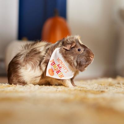 Show full view: Frisco Mommy's Lil Pumpkin Small Pet Bandana, Beige slide 5 of 7