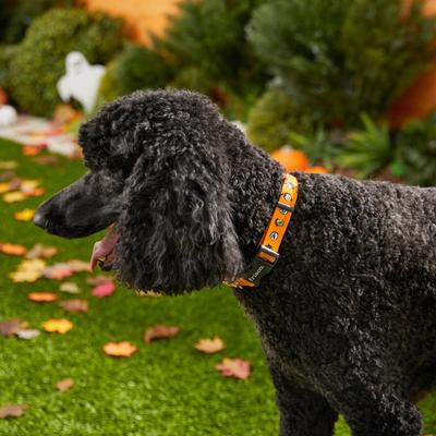 Show full view: Frisco Monster Bash Polyester Dog Collar, Large: 18 to 26-in neck, 1-in wide slide 4 of 5