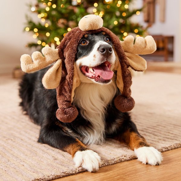 Show full view: Frisco Moose Dog Hat, X-Large/XX-Large slide 5 of 9