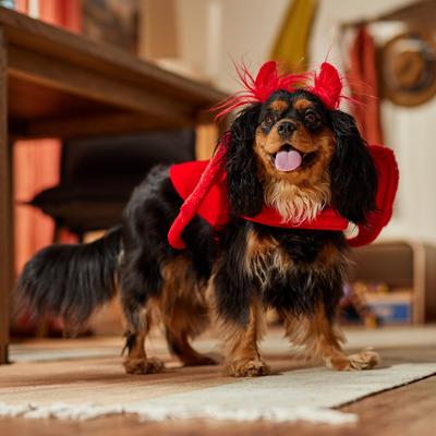 Show full view: Frisco My Little Devil Dog & Cat Costume Accessory, Medium/Large slide 8 of 10
