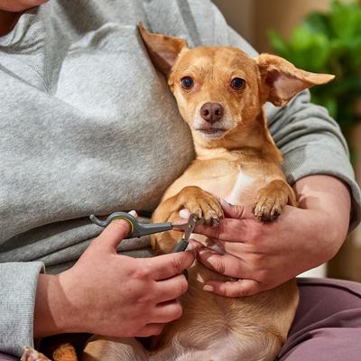 Show full view: Frisco Nail Clippers for Cats & Small Dogs slide 3 of 6