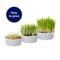 Show in main carousel: Frisco Natural Cat Grass Growing Kit slide 6 of 10