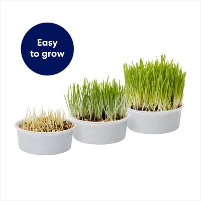 Show full view: Frisco Natural Cat Grass Growing Kit slide 6 of 10
