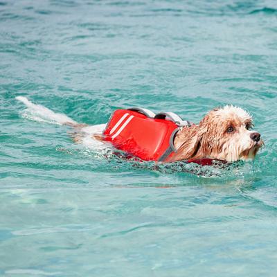 Show full view: Frisco Neoprene Dog Life Jacket, Red, Medium slide 10 of 13