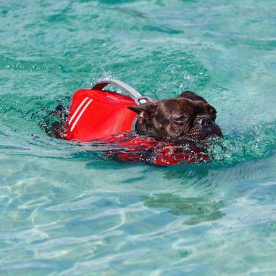 Show full view: Frisco Neoprene Dog Life Jacket, Red, Small slide 10 of 13