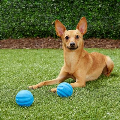 Show full view: Frisco Neoprene Life Jacket, Large + Floating Fetch Ball No Squeak Dog Toy, Blue, Medium, 2-pack slide 8 of 9