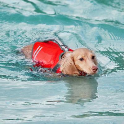 Show full view: Frisco Neoprene Life Jacket, X-Small + Chuckit! Ultra Rubber Ball Tough Dog Toy, Small slide 5 of 8