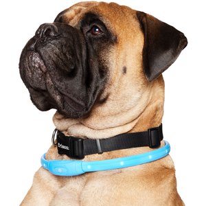 Frisco Nighttime Safety LED Necklace, Large/X-Large