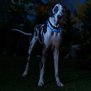 Frisco Nighttime Safety LED Necklace, Large/X-Large