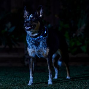 Frisco Nighttime Safety LED Necklace, Medium