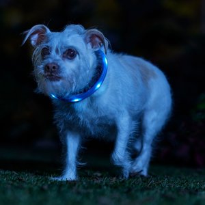 Frisco Nighttime Safety LED Necklace, Small