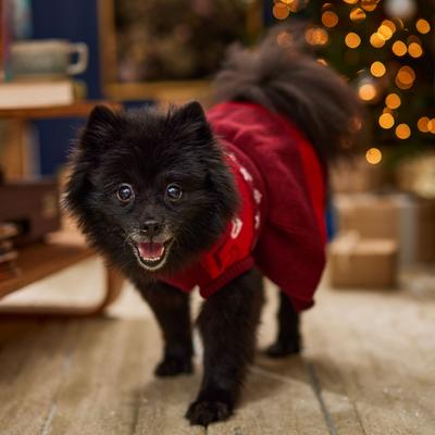 Show full view: Frisco Nordic Sequin Dog & Cat Sweater Dress, Medium slide 7 of 10