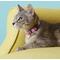 Show in main carousel: Frisco Nylon Breakaway Cat Collar with Bell, Pink, 8 to 12-in neck, 3/8-in wide slide 2 of 7