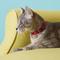 Show in main carousel: Frisco Nylon Breakaway Cat Collar with Bell, Red, 8 to 12-in neck, 3/8-in wide slide 3 of 8