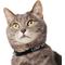 Show in main carousel: Frisco Nylon Personalized Breakaway Cat Collar with Bell, Black, 8 to 12-in neck, 3/8-in wide slide 4 of 8