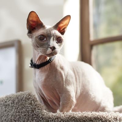 Show full view: Frisco Nylon Personalized Breakaway Cat Collar with Bell, Black, 8 to 12-in neck, 3/8-in wide slide 6 of 8