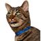 Show in main carousel: Frisco Nylon Personalized Breakaway Cat Collar with Bell, Blue, 8 to 12-in neck, 3/8-in wide slide 4 of 8