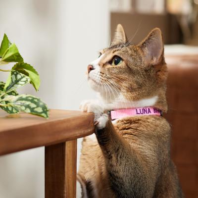 Show full view: Frisco Nylon Personalized Breakaway Cat Collar with Bell, Pink, 8 to 12-in neck, 3/8-in wide slide 6 of 8
