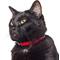 Show in main carousel: Frisco Nylon Personalized Breakaway Cat Collar with Bell, Red, 8 to 12-in neck, 3/8-in wide slide 5 of 9