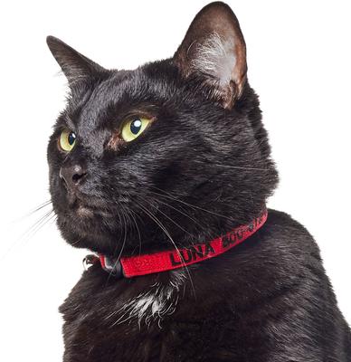 Show full view: Frisco Nylon Personalized Breakaway Cat Collar with Bell, Red, 8 to 12-in neck, 3/8-in wide slide 5 of 9